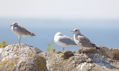 Profile of three Seagull bird (latin: Laridae) on a cliff, blue sky in the background