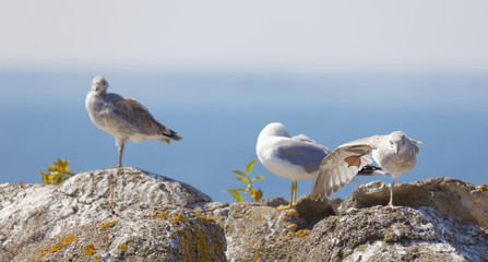 Profile of three Seagull bird (latin: Laridae) on a cliff, blue sky in the background