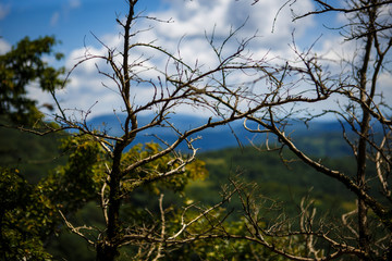 Tree branches against the blue sky and mountain valley. Background for photo Wallpapers