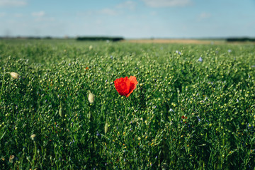 A single red poppy growing in a field in France