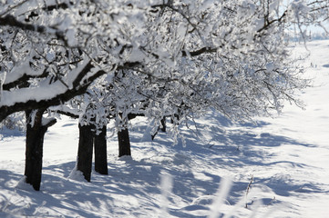 Orchard in winter
