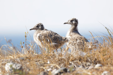 Closeup of two cute Seagull chick bird in the grass (latin: Laridae), the sea in the background