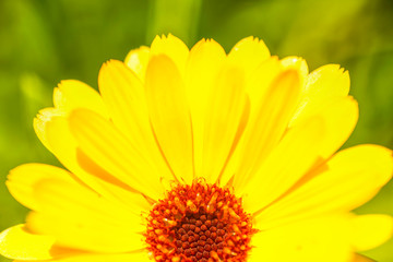 Yellow  Cosmos flower in the garden    