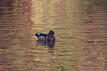 Wood duck camouflaged in a bath of color
