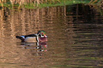 Wood duck camouflaged in a bath of color