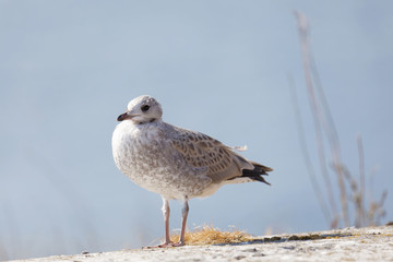 Closeup of a Seagull bird (latin: Laridae) on a cliff, blue sky in the background