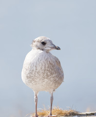 Closeup of a Seagull bird (latin: Laridae) on a cliff, blue sky in the background