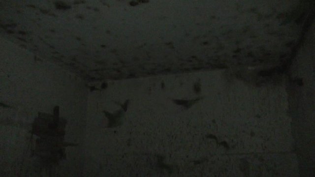 Bats fly in dark haunted room in abandoned building with scarry audio