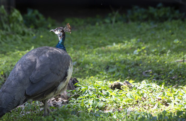 Pheasant