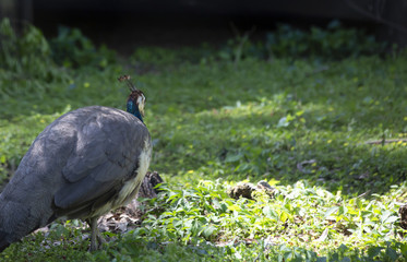 Pheasant