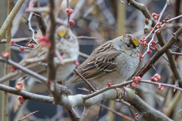 Golden crowned sparrow doppleganger