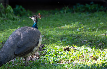 Pheasant Strutting Around