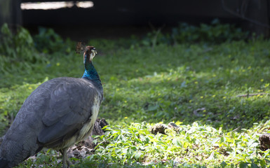 Pheasant