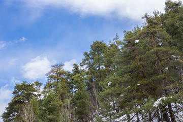 Pinos con algo de nieve