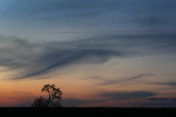 Silhouette of isolated tree at sunset