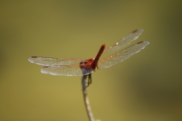 Dragonfly