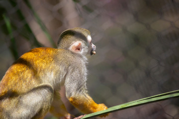 Obraz premium Squirrel Monkey