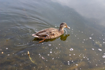 A single duck swimming in calm clear waters.