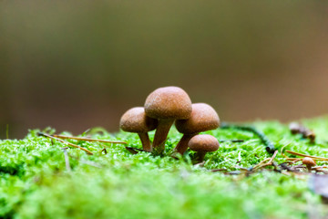 Autumn mushrooms in a forest