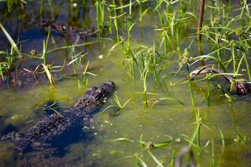 Young Alligator