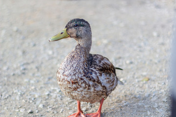 Close up of a brown speckled duck looking to the side.