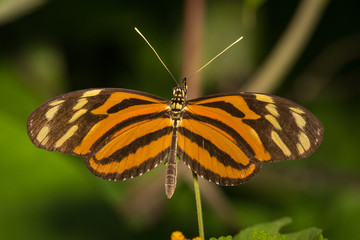 Fototapeta na wymiar Isabella's Heliconian butterfly, Tambor, Costa Rica