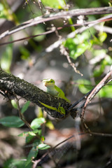 Green Anole