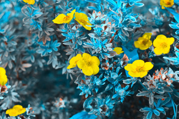 Fototapeta na wymiar Yellow blooming flowers with colored in blue leafs as a background