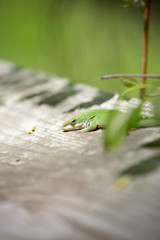 Green Anole