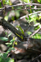 Green Anole