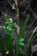 Brown-Phase Green Anole