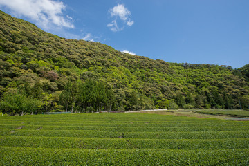 Green tea farm in Wakayama prefecture