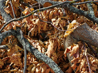 Autumn winter leaves