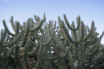 Cactus (cacti, cactuses) in nature on Cyclades, Greece
