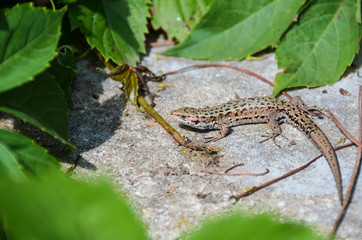 Naklejka na ściany i meble Lizard on a rock, basking in the sun among the foliage