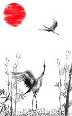Two  Japanese cranes birds drawing.  Watercolor and ink illustration in style sumi-e, u-sin, go-hua. Oriental traditional painting. Isolated ..