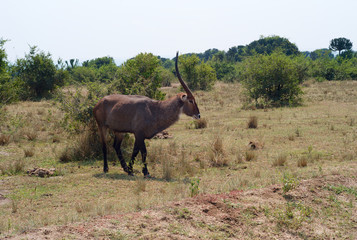 A Waterbuck Trotting Through the Bush