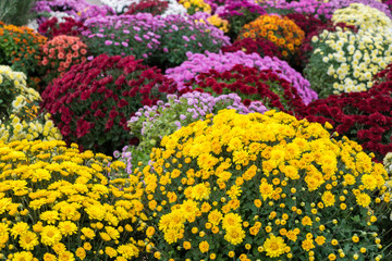 Fototapeta premium Chrysanthemums
