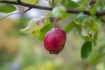 Red apple in fruit garden