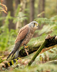 Birds of Prey Event - Kestrel sitting on branch in the forest