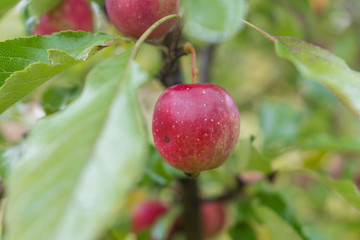 Red apple in fruit garden