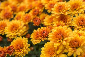 Chrysanthemums