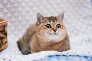 Obraz na płótnie Canvas kitten cat Scottish straight, loose fluffy, animal munchkin