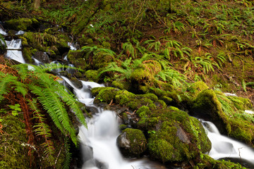 Mount Rainier National Park, USA.