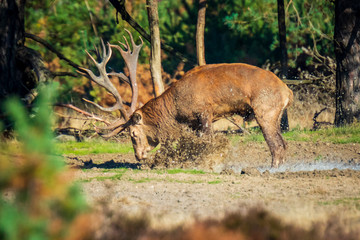 Male red deer stag cervus elaphus, rutting during sunset
