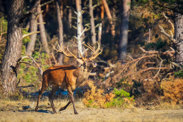 Obraz na płótnie Canvas Male red deer, cervus elaphus, during rutting season