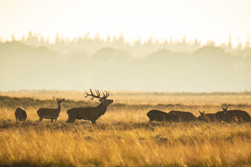 Herd of red deer cervus elaphus rutting and roaring during sunset