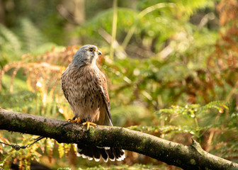 Birds of Prey Event - Kestrel sitting on branch in the forest