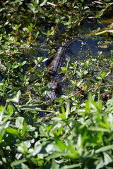 Baby Alligator