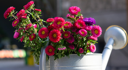 Fototapeta na wymiar Bright flowers in a watering can.